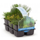 Pack de 6 plantes oxygenantes pour bassin extérieur