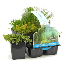 Pack de 6 plantes oxygenantes pour bassin extérieur