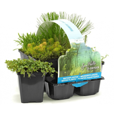 Pack de 6 plantes oxygenantes pour bassin extérieur