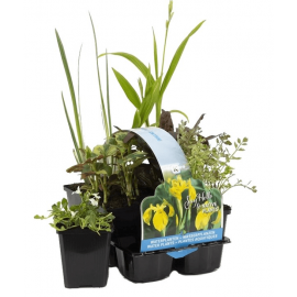Pack de 6 plantes indigènes pour bassin extérieur