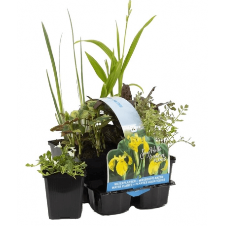 Pack de 6 plantes indigènes pour bassin extérieur