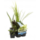 Pack de 6 plantes purifiantes pour bassin extérieur