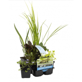 Pack de 6 plantes purifiantes pour bassin extérieur
