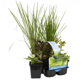 Pack de 6 plantes respectueuses des insectes pour bassin extérieur