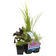 Pack de 6 plantes parfumées pour bassin extérieur