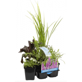 Pack de 6 plantes parfumées pour bassin extérieur
