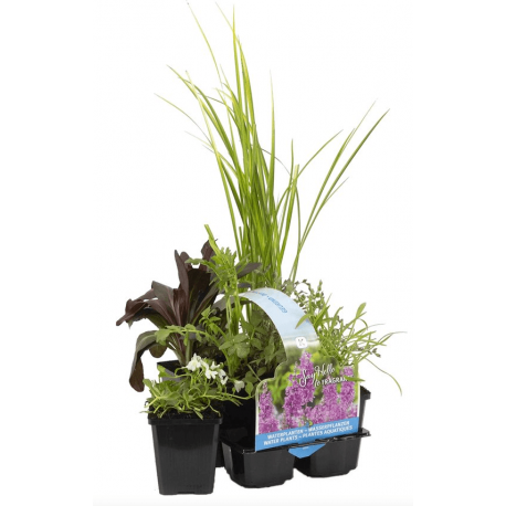 Pack de 6 plantes parfumées pour bassin extérieur