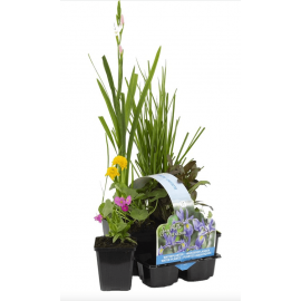 Pack de 6 plantes à fleur pour bassin extérieur