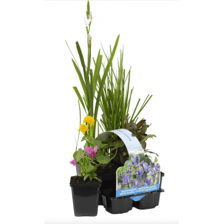 Pack de 6 plantes à fleur pour bassin extérieur