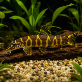 Leptobotia tchangi - loche Botiidae rare paisible - Aquaplante