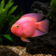 Cichlasoma Parrot rose - cichlidé perroquet hybride rose chez Aquaplante