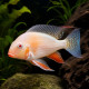 Acarichthys heckelii albinos - Cichlidé Threadfin Acara d'élevage chez Aquaplante