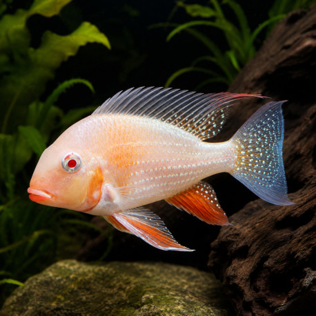 Acarichthys heckelii albinos - Cichlidé Threadfin Acara d'élevage chez Aquaplante