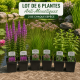 Pack de 6 plantes de bassin Anti Moustiques - Plantes répulsive moustiques