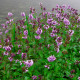 Îlot Flottant Anti-Moustiques pour Bassin - Plantes Répulsives Naturelles