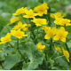 Îlot Flottant Anti-Moustiques pour Bassin - Plantes Répulsives Naturelles