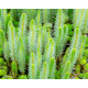 Îlot Flottant Anti-Moustiques pour Bassin - Plantes Répulsives Naturelles