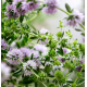 Îlot Flottant Anti-Moustiques pour Bassin - Plantes Répulsives Naturelles