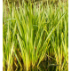 Îlot Flottant Anti-Moustiques pour Bassin - Plantes Répulsives Naturelles