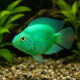 Cichlasoma Parrot vert - cichlidé perroquet hybride vert chez Aquaplante