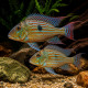 Geophagus sveni - couple reproducteur - Elevage Taïwan 18-20cm