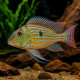 Geophagus sveni - Elevage Taïwan 8-12cm