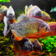 Pygocentrus nattereri - Piranha à ventre rouge S-M