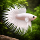 Betta splendens Crowntail white mix