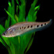 Notopterus chitala - Poisson couteau clown 7-10cm