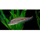 Notopterus chitala - Poisson couteau clown 7-10cm