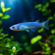 Medaka bleu Oryzias latipes, poisson-riz japonais aux reflets metalliques bleus