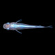 Medaka bleu (Oryzias latipes) - poisson japonais d'aquarium et de bassin