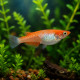 Medaka Kohaku Oryzias latipes, poisson-riz japonais blanc a taches orange-rouge