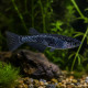 Medaka Black Dragon Oryzias latipes, poisson-riz japonais a la robe noire intense