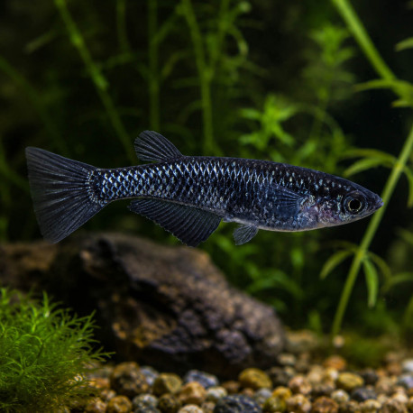 Medaka Black Dragon Oryzias latipes, poisson-riz japonais a la robe noire intense