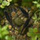 Medaka Black Dragon de profil, robe noire profonde dans un aquarium plante