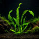 Aponogeton boivinianus, plante d'aquarium à bulbe aux feuilles gaufrées vert foncé