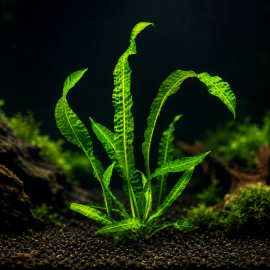  Aponogeton boivinianus, plante d'aquarium à bulbe aux feuilles gaufrées vert foncé
