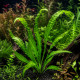 Aponogeton boivinianus PREMIUM, bulbe poussé en serre avec feuilles gaufrées vert foncé