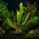 Aponogeton madagascariensis, plante dentelle de Madagascar aux feuilles ajourées