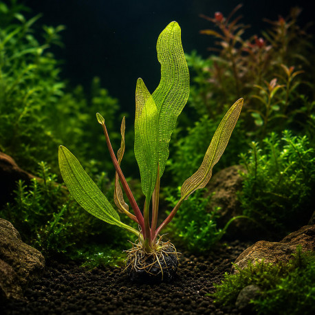 Aponogeton madagascariensis, plante dentelle de Madagascar aux feuilles ajourées