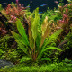 Aponogeton madagascariensis PREMIUM, plante dentelle poussée en serre avec feuilles ajourées