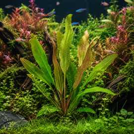 Aponogeton madagascariensis PREMIUM, plante dentelle poussée en serre avec feuilles ajourées