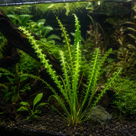 Aponogeton longiplumulosus, plante d'aquarium à bulbe aux feuilles ondulées vert olive