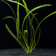 Aponogeton longiplumulosus PREMIUM, plante poussée aux feuilles ondulées vert olive