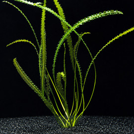 Aponogeton longiplumulosus PREMIUM, plante poussée aux feuilles ondulées vert olive