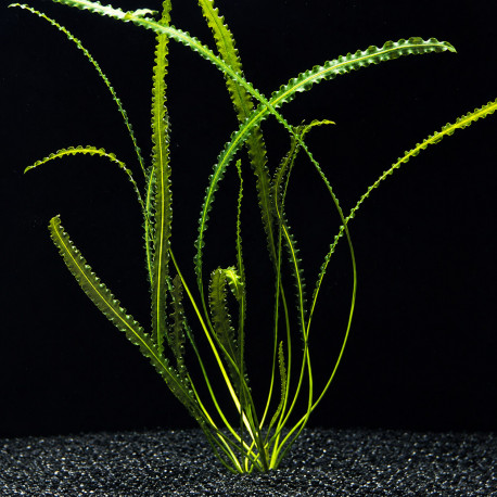 Aponogeton longiplumulosus PREMIUM, plante poussée aux feuilles ondulées vert olive