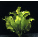 Nuphar japonica en bulbe, plante d'aquarium asiatique aux feuilles vert pale decoratives