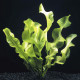 Aponogeton ulvaceus plante d'aquarium a bulbe aux feuilles ondulees vert tendre