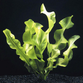 Aponogeton ulvaceus plante d'aquarium a bulbe aux feuilles ondulees vert tendre